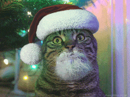 Cat Christmas GIF by sheepfilms