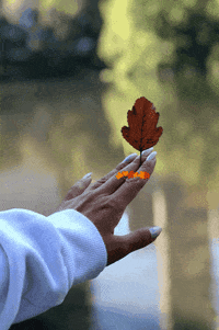 NYC_GUARDIANS autumn mano octubre otoño GIF
