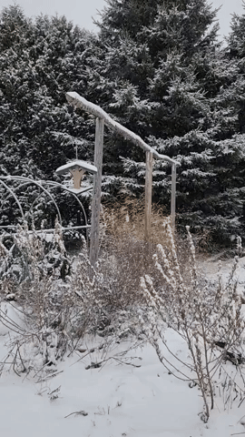 Snow Whitens Bird Feeder in Northeast Maine