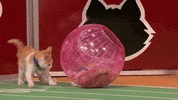 kitten bowl countdown to valentine's day GIF by Hallmark Channel