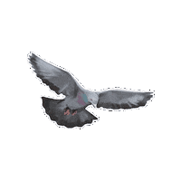 Bird Sticker by NYU Faculty Housing