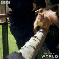 jump run GIF by BBC Earth