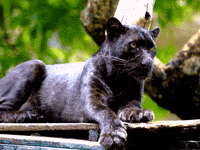 Keep Pounding Carolina Panthers GIF by Sealed With A GIF