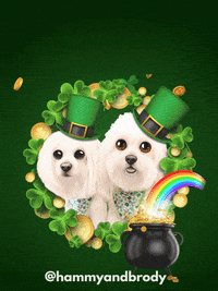 St Patricks Day Dog GIF by HammyandBrody