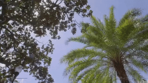 Palm Tree College GIF by University of Florida