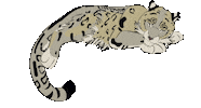 Snow Leopard Sleeping Sticker