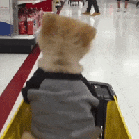 Dog Target GIF by Jiffpom