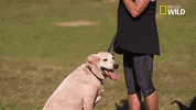 Pupparazzi Puppy Potty Face GIF by Nat Geo Wild