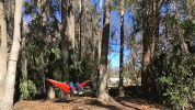 sun gators GIF by University of Florida