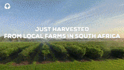 GIF by Food Lover's market