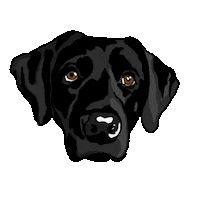 Black Lab Sticker by Catie Offerman