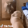 Casa Cane GIF by TikTok Italia