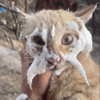 Funny Cat GIF