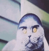 Scottish Fold Cat GIF