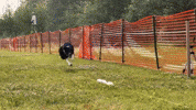 Tananavalleykennelclub GIF by TVKC