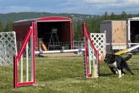 Agility GIF by TVKC