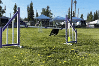 Agility GIF by TVKC