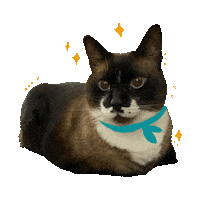 Stars Sticker