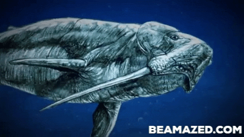 Momotaj giphygifmaker odobenocetops GIF