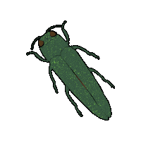 cfia_acia canada plant plants bug Sticker