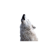 Lobo Sticker by OPENFARMA
