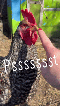 Schnabel Shut Up GIF