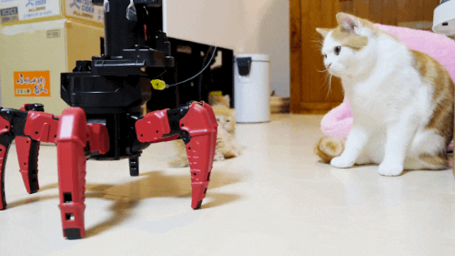 cat robot GIF