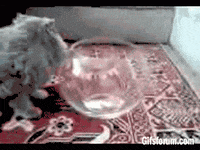 cat liquids GIF