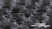 christmas celebrate GIF by Petrossian