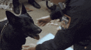Blue Bloods Jamie Reagan GIF by CBS