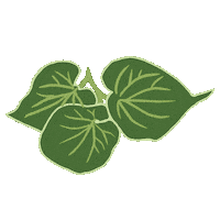 아누아 Sticker by Anua Skincare