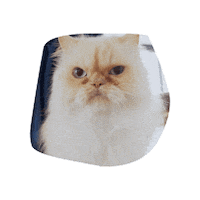 GrayHatLLC hachi catdad catdaddies catdaddiesmovie Sticker