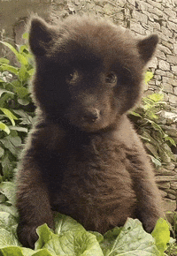 Scared Eyes GIF