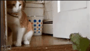 kitty home GIF
