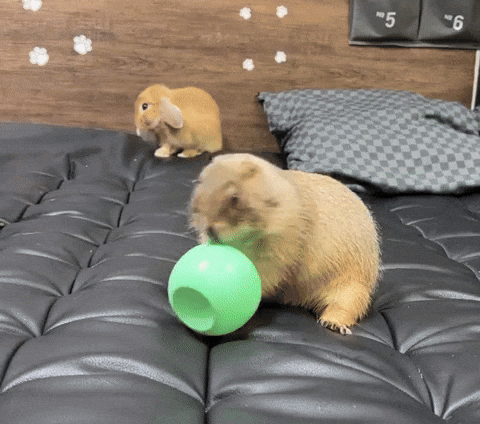 cuteanimalland giphyupload GIF