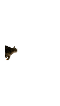 Cat Kitty Sticker