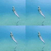 CarmeHome instagram follow mermaid home decor GIF