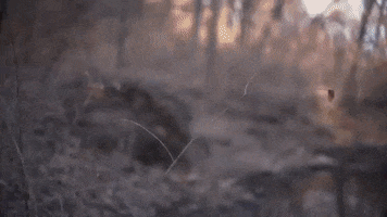 music video sleeping GIF by Polyvinyl Records