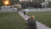 worlds funniest fails GIF by Fox TV