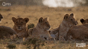 Episode 2 Cats GIF by PBS