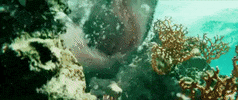 sony home ent GIF by The Shallows