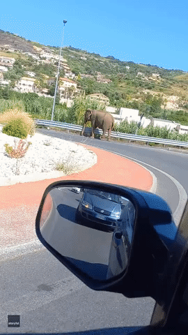 Italian Motorists Amused as Elephant Says Goodbye to the Circus