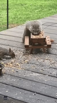 Groundhog, Squirrel, and Chipmunk Share Daily Meal at Tiny Picnic Table
