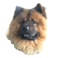 Dog Yr Sticker