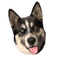 Dog Yr Sticker