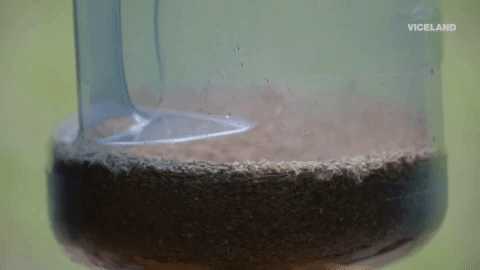 viceland GIF by BEERLAND