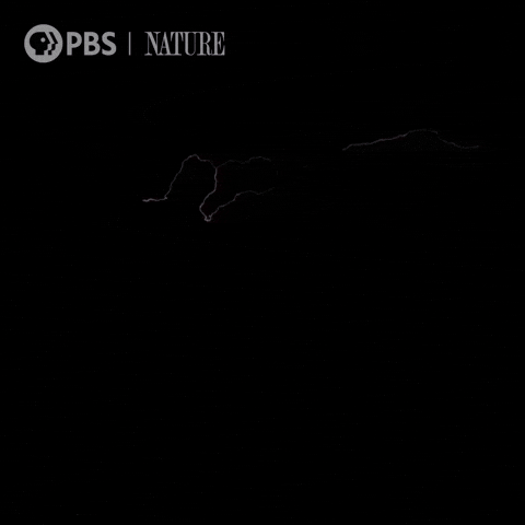 Soothing Costa Rica GIF by Nature on PBS