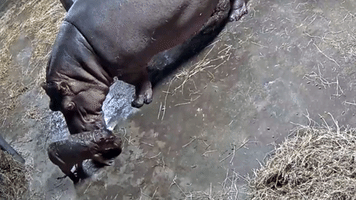 Baby Hippo Born at Cincinnati Zoo