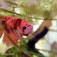 Thehappybetta images fish tank betta fish koi betta GIF