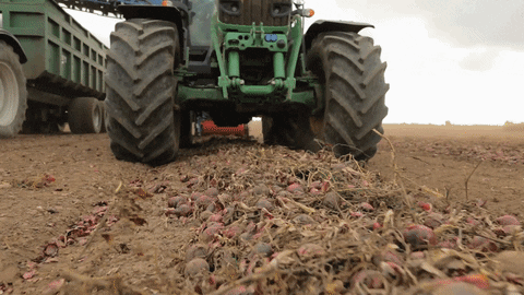 ASA-LIFT giphyupload vegetables harvest onion GIF